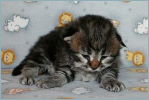 Male Siberian Kitten from Deedlebug Siberians
